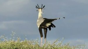 Величайшая битва змеи и мангуста