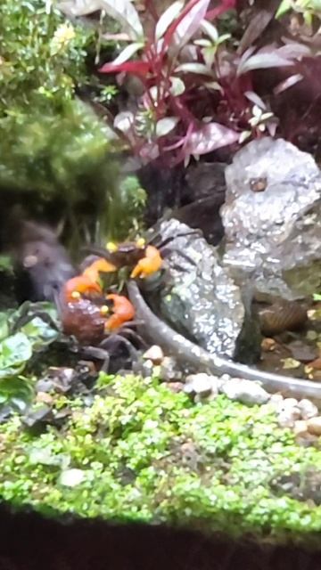 Сражение крабов смотреть онлайн