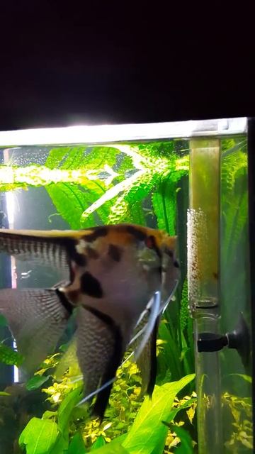 скалярии икра смотреть онлайн