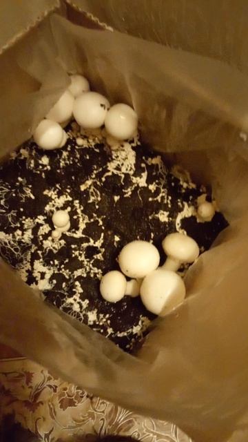 шампиньоны