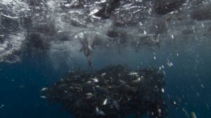 BBC: Планета Земля III 7 серия «Человек» (документальный сериал, 2023)