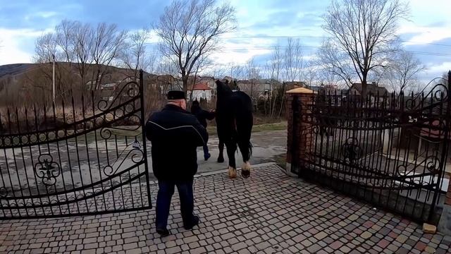 ЦІКАВИЙ РАНОК/ЖЕРЕБЕЦЬ ГЕРМЕС/ЖЕРЕБЕЦЬ ДЛЯ ПАРОВКИ!! смотреть онлайн