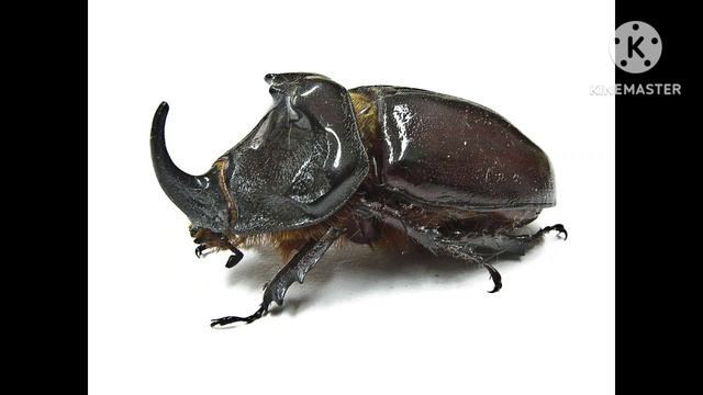WHEN YOU SEE A RHINOCEROS BEETLE WHAT DOES IT MEAN ? смотреть онлайн