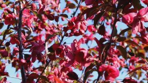 МИР ДЛЯ ДВОИХ  (альбом, песни на стихи Светланы Калининой)