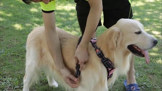 Best No-Pull Dog Harness - Find the Best Harness for Your Dog смотреть онлайн