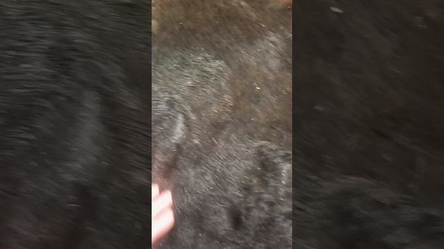 дай молока смотреть онлайн