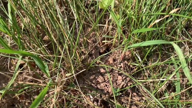 Polyergus raid on front yard Formica pallidefulva смотреть онлайн