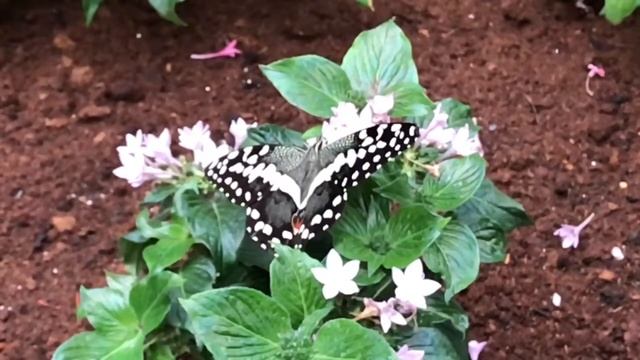 SLOW-MO Citrus Swallowtail смотреть онлайн