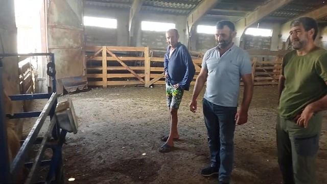 Гиссарская ярачка Грубого типа не продаётся, номер телефона и ватсап +79054444790 ( 17.07.2023 г.) смотреть онлайн