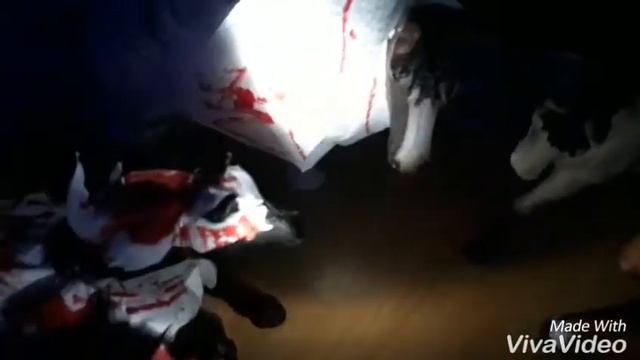 Кони рассказывают страшилки💓💓💓🐴🐴🐴 смотреть онлайн