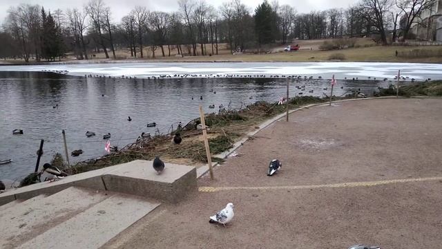 Спасение уток 2 смотреть онлайн