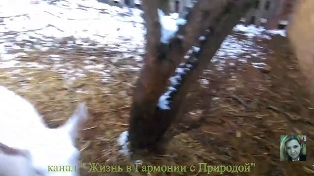 Загон для коз, последнии работы смотреть онлайн