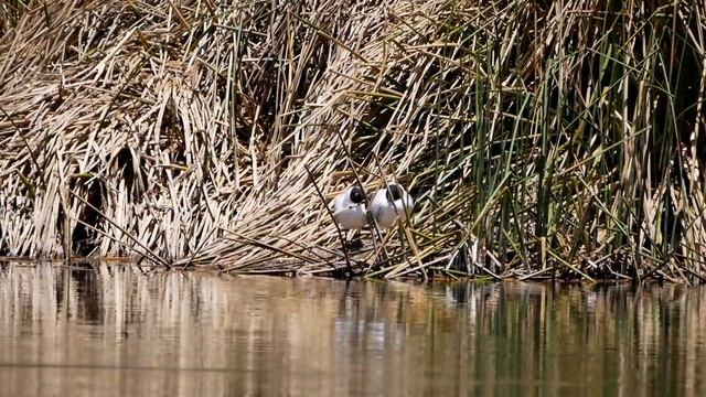 Andean Gull (Chroicocephalus serranus) - Wayllarqocha near Cusco (Peru) 8-10-2019 смотреть онлайн