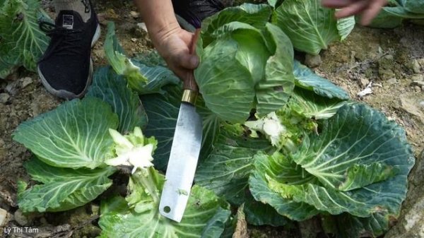 Harvest ant eggs, cabbage goes to the market sell - Daily life on the farm | Ly Thi Tam