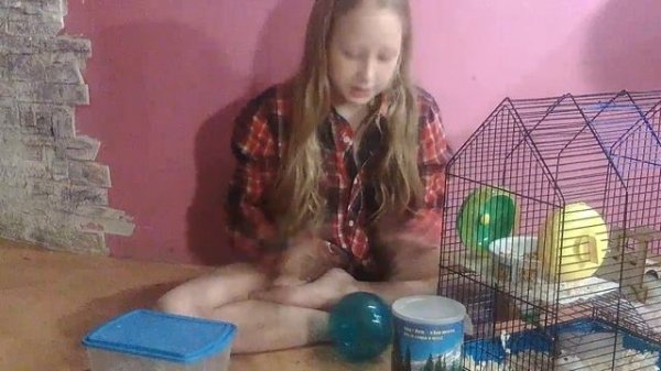 Все про хомяков