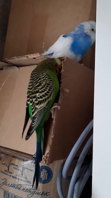 Делаем гнездо смотреть онлайн