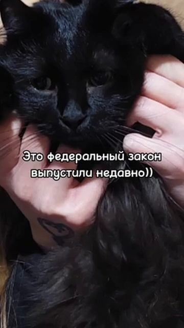 Шостый, так почуял... Короче сдал хохол мошенник себя с потрохами 😁😆 смотреть онлайн