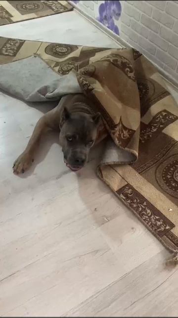 Топ Корсо Найс