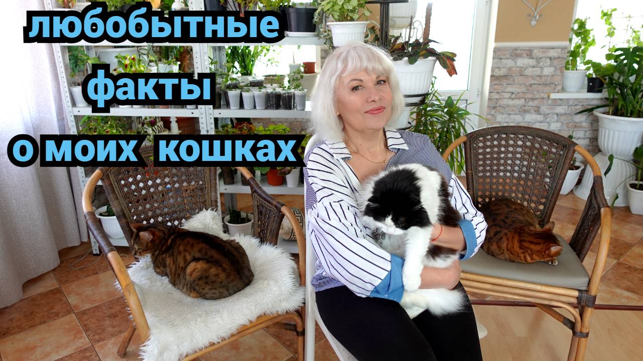 Интересные факты о моих кошках,радостные и печальные.Как легко найти метки кота#кошки#бенгалы смотреть онлайн