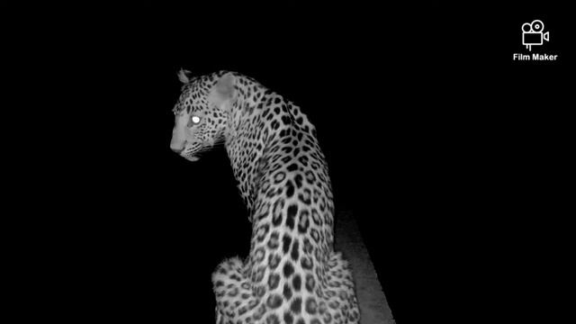 Panther visit смотреть онлайн