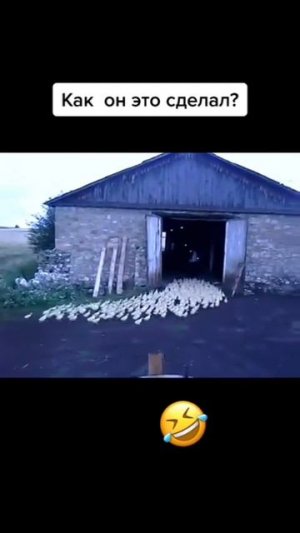 смешные забавные