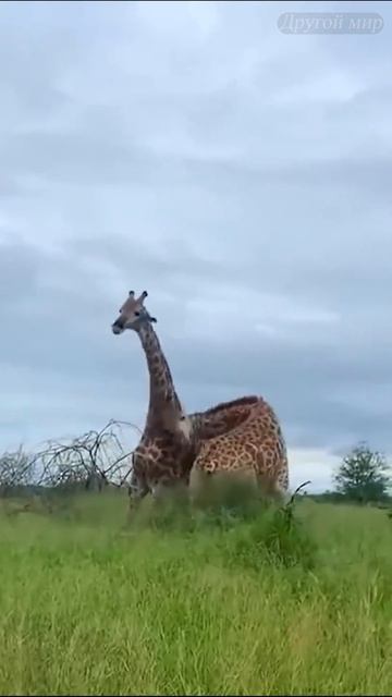 Жестокие бои жирафов  #животные #новости #shorts #шортс #жирафы  #animals