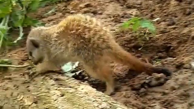 noisy meerkat pups! смотреть онлайн