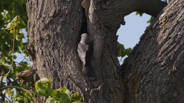 I'm In The Spring Forest