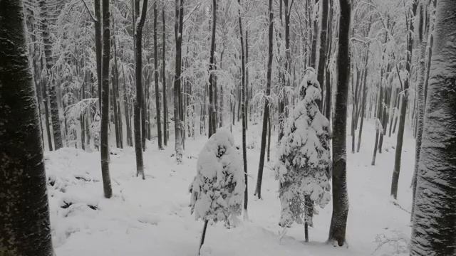 Снегопад и легкий ветер смотреть онлайн