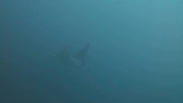 Mobula Manta Ray смотреть онлайн