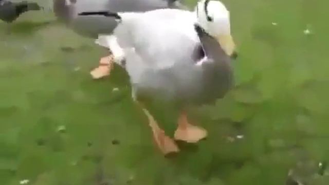 Гусь чечеточник смотреть онлайн