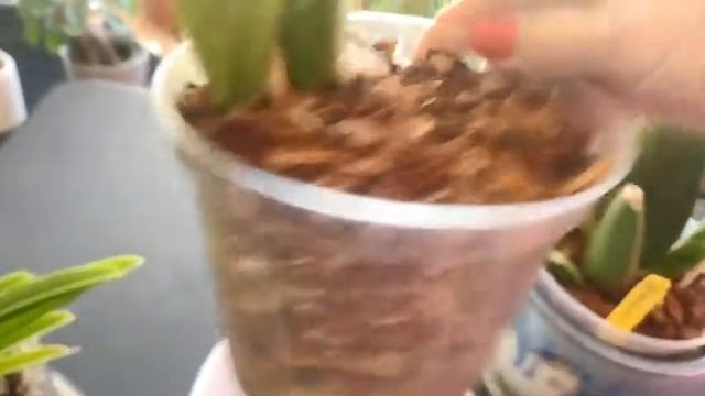 BROOKSIDE ORCHID UPDATE November 2021 update on the Brookside Orchid family смотреть онлайн