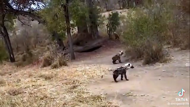 Whoa, didn't know it was going to be this rough!!! Rhino fart on hyena..........Please Subscribe.ty смотреть онлайн