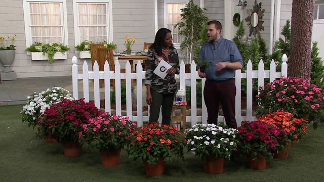 Cottage Farms 8-piece Hearts Desire SunPatiens Collection on QVC смотреть онлайн