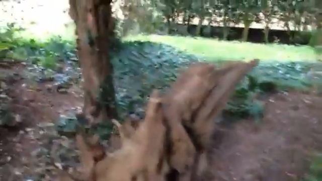 Ickworth Stumpery 2 смотреть онлайн