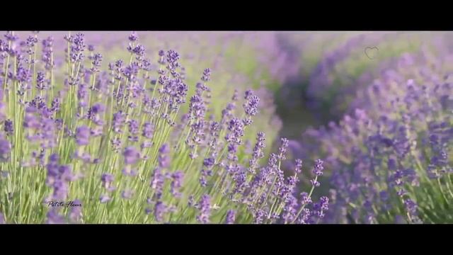 Petite Fleur - The Hot Sardines смотреть онлайн