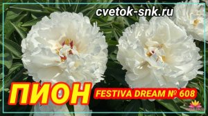 Пион Festiva Dream. Цветение 2022 года / Сад Ворошиловой