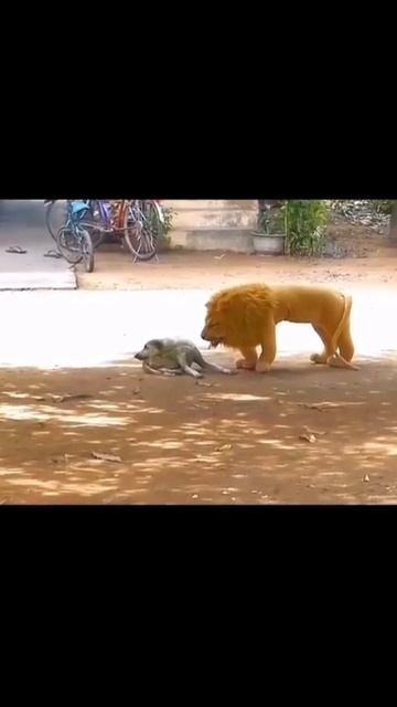 пранканули песеля.mp4 смотреть онлайн