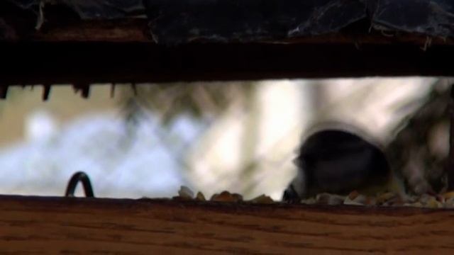 Oiseaux « au ravitaillement », part 10. Musique de Raymond Loucheur (« Rapsodie malgache ») смотреть онлайн