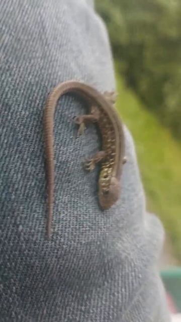 ящерица смотреть онлайн