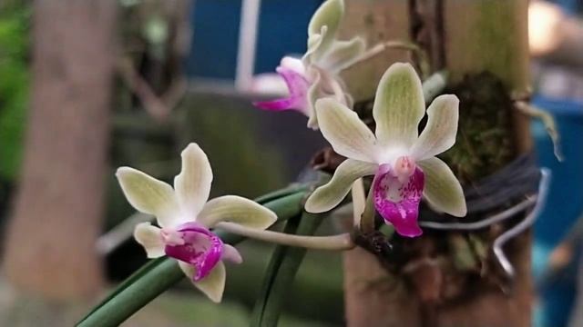 Paraphalaenopsis Labukensis X Seidenfadenia Mitrata