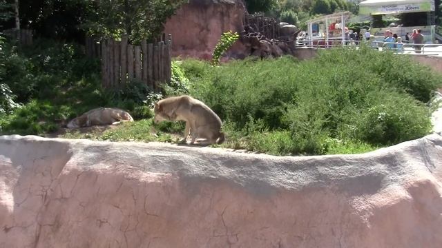 Я с внуком, Женой и Инной в зоопарке смотреть онлайн