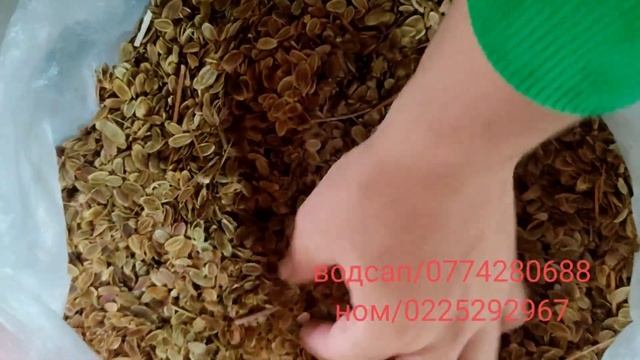 (ФЕРУЛЛА)( КАВРАК ) ЧАИР БИЗНЕСИ. УРУКТАР САТЫЛАТ.0225292967///////0774280688 смотреть онлайн