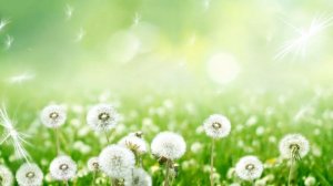 Футаж Одуванчики / 8 Марта / Весна