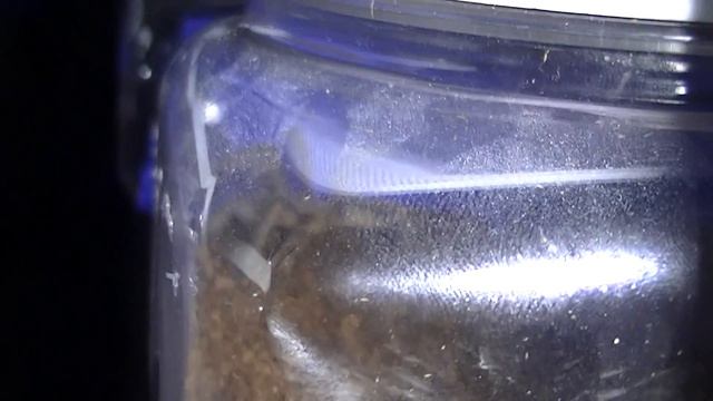 Seeing Haplopelma смотреть онлайн