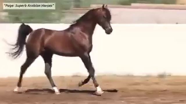 КРАСИВЫЙ АРАБСКИЙ КОНЬ смотреть онлайн