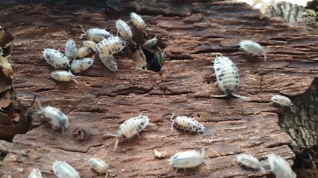 Porcellio laevis Dalmatian смотреть онлайн