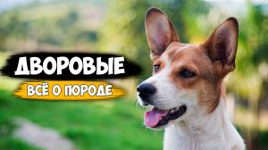 Все о породе собак - Дворняги | Собаки породы дворовые