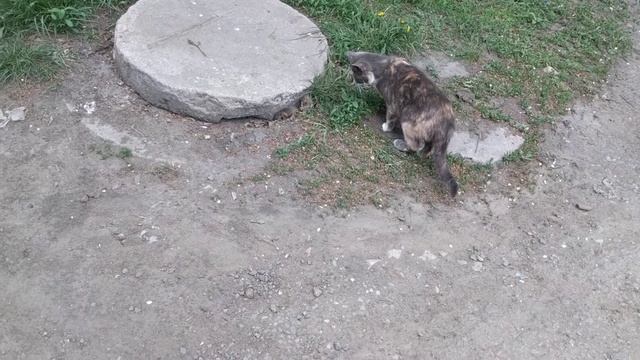 Кошка и мышь. Сверхреакция!!! Хотел бы себе такую кошку (или мышку)? смотреть онлайн