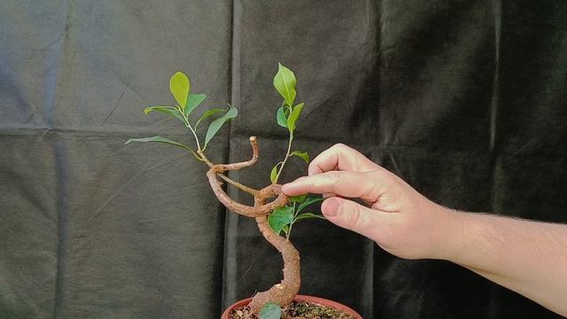 √4 ретуза2 фикус ретуза грин